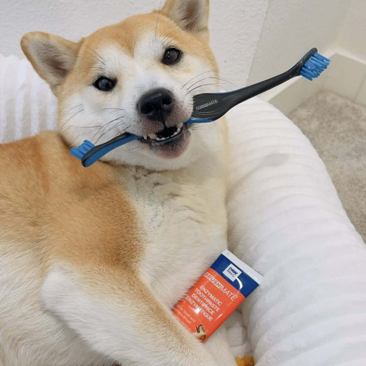 Pack BrushMate Pet Toothbrush