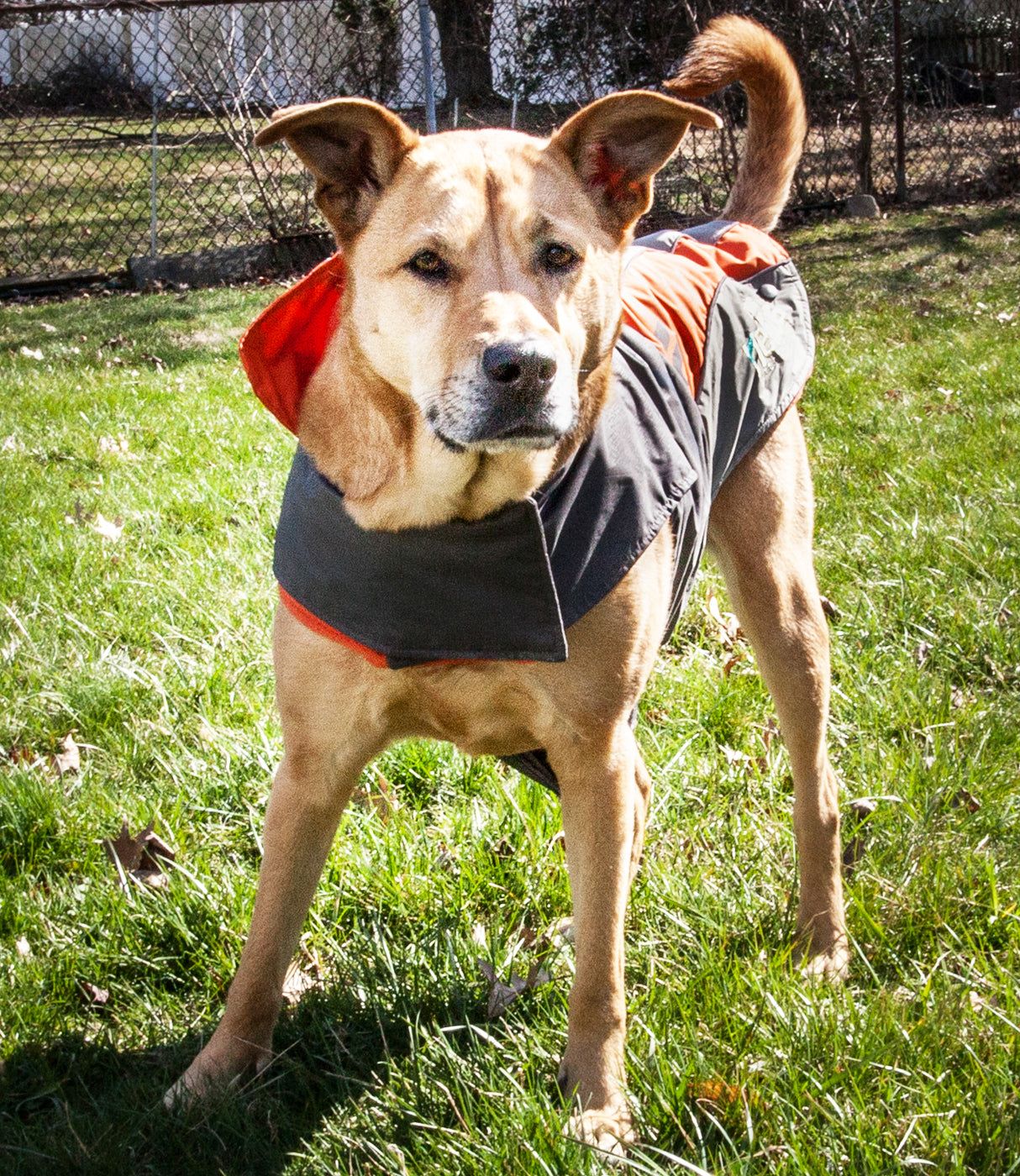 Dog Helios Lotus-Rusher Waterproof 2-in-1 Convertible Dog Jacket