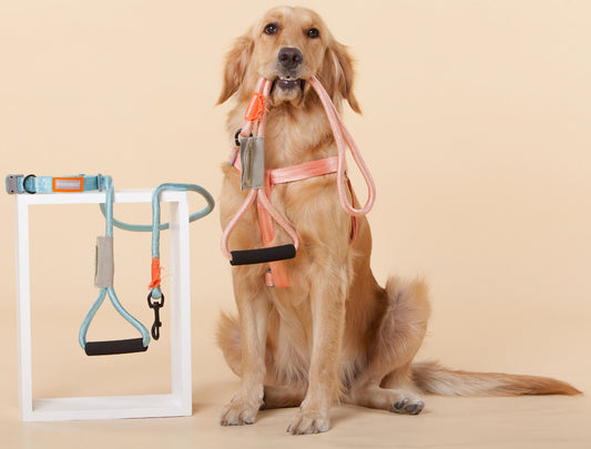 2-in-1 Durable Nylon Dog Harness and Leash