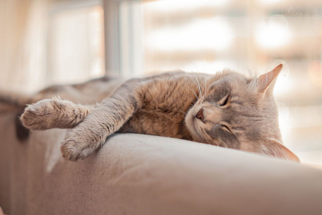 A grey cat dozing by a sunlit window