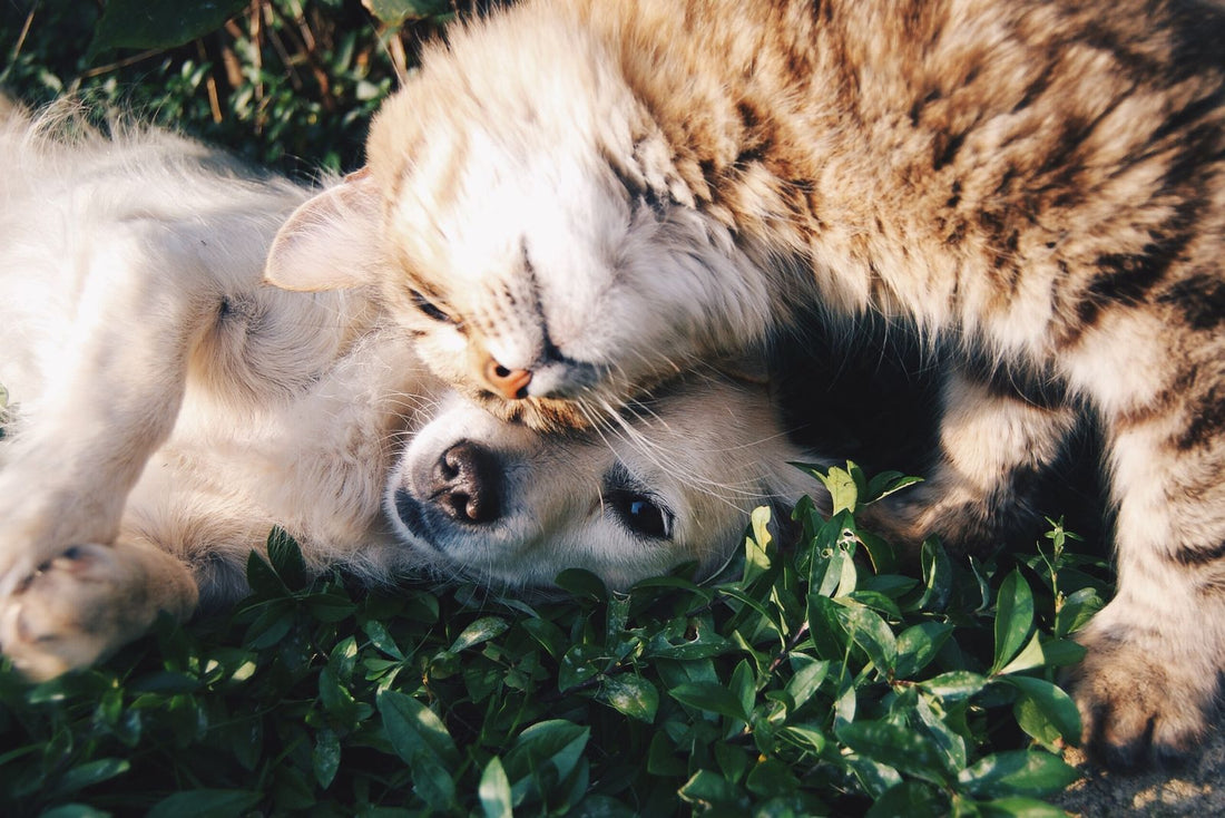 A dog and a cat resting cozily together at home