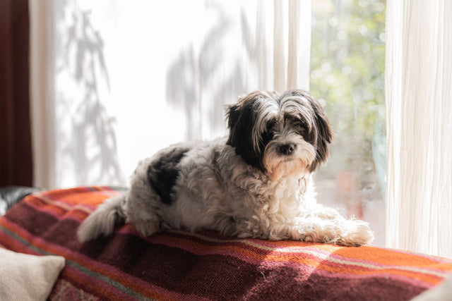 A fluffy dog resting on a blanket by a sunlit window
