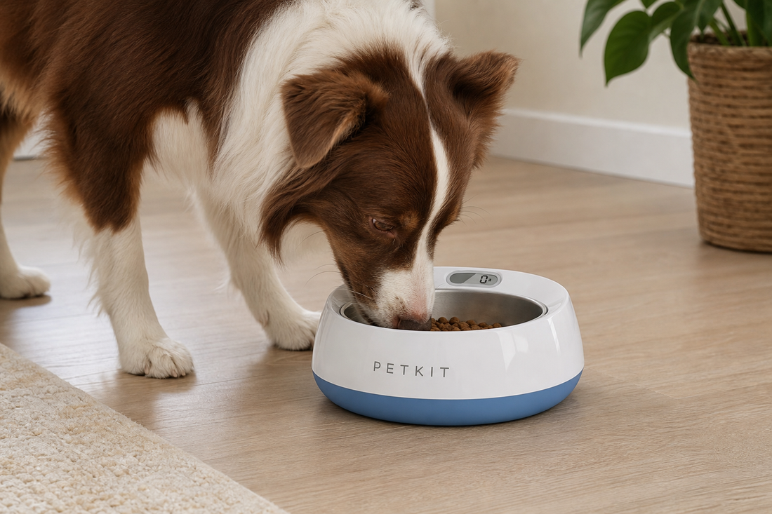 Choosing the Right Capacity for Your Smart Pet Bowl