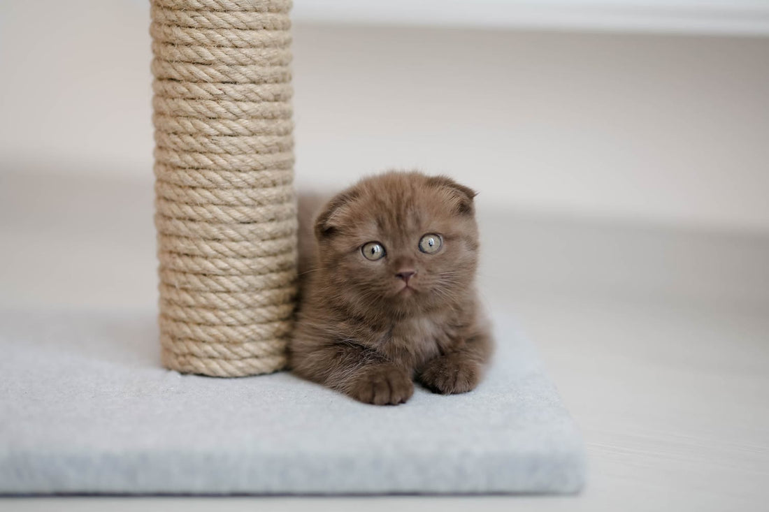 A kitten sitting beside a tall sisal scratching post in a bright room
