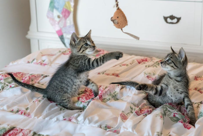 Two kittens playing with a hanging toy mouse indoors