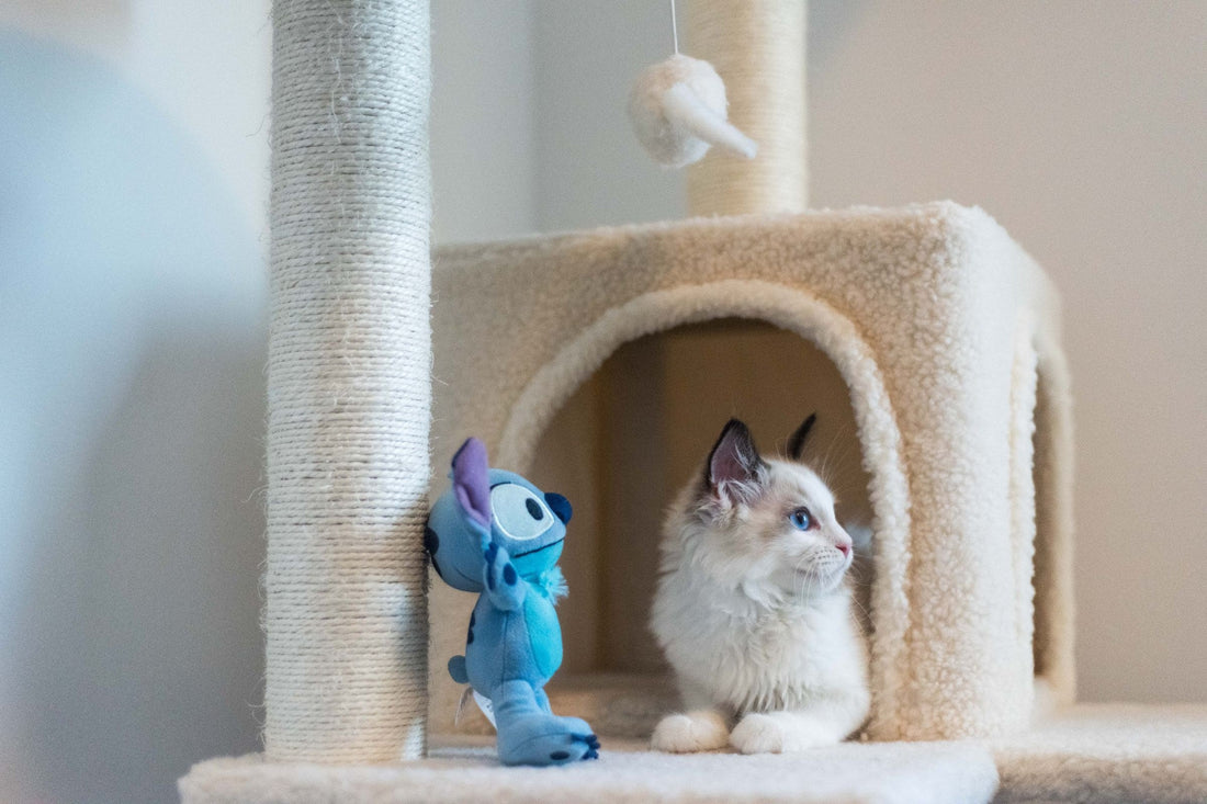 Ragdoll kitten resting on a plush cat tree platform beside a toy