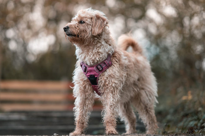 A fluffy dog wearing a harness standing outdoors ready for a walk