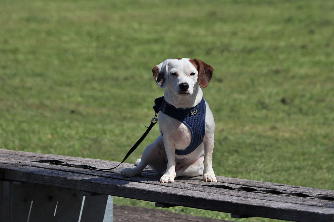 Small dog wearing a navy mesh vest harness sitting on a park bench
