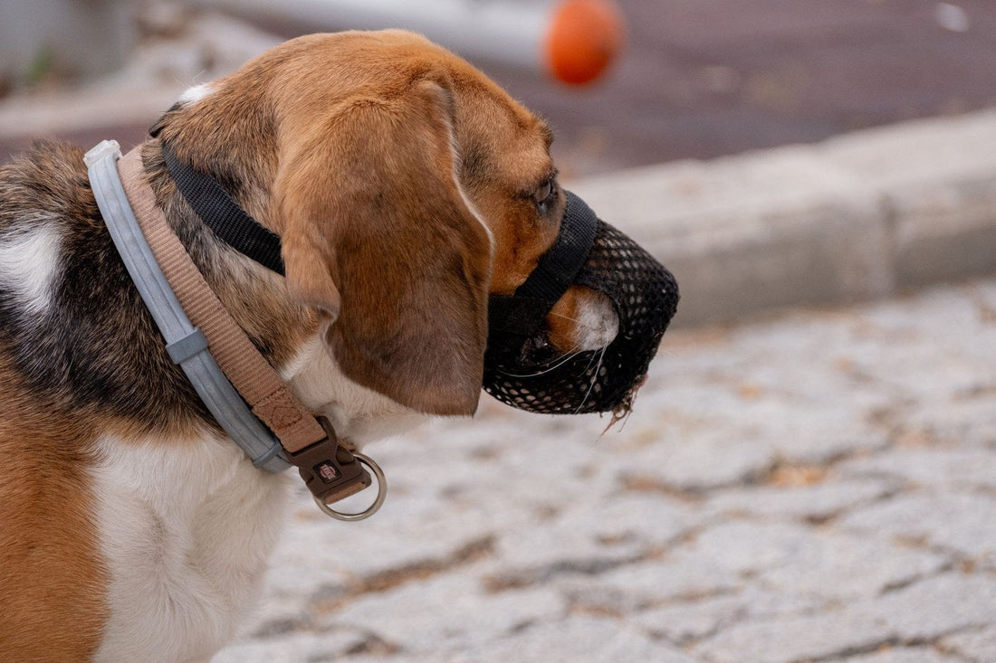 Beagle wearing a soft mesh muzzle on a walk