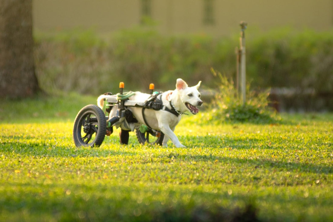 A dog walking on grass in a rear-support wheelchair cart