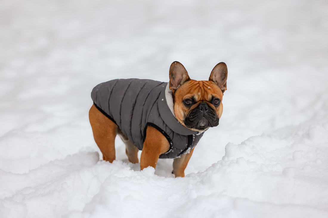 A French bulldog wearing a padded winter coat standing in snow