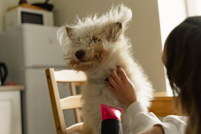 A fluffy dog being dried with a pet dryer at home by its owner