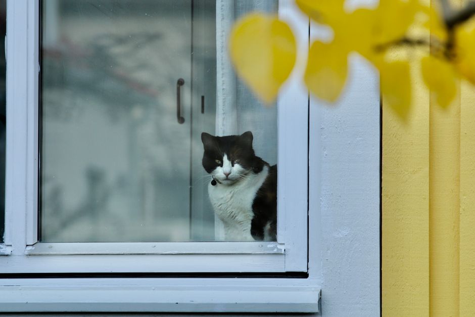 A black and white cat looking out of a window with yellow autumn leaves