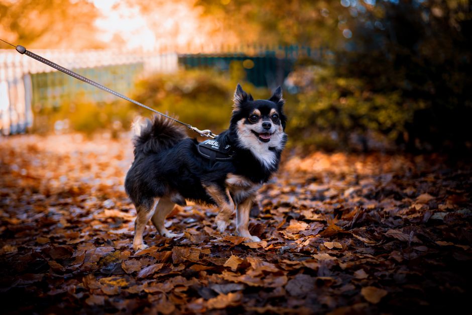A small dog on a leash walking through fallen autumn leaves