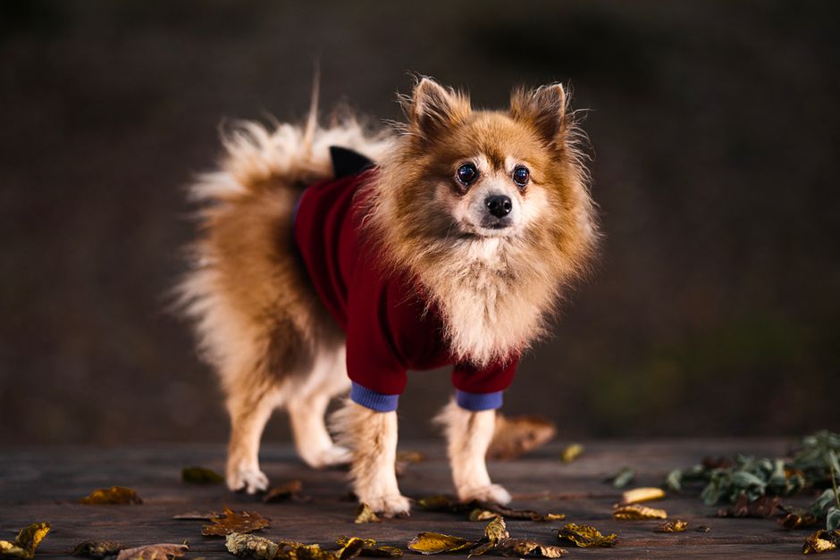 A small dog in a red knit sweater standing among autumn leaves