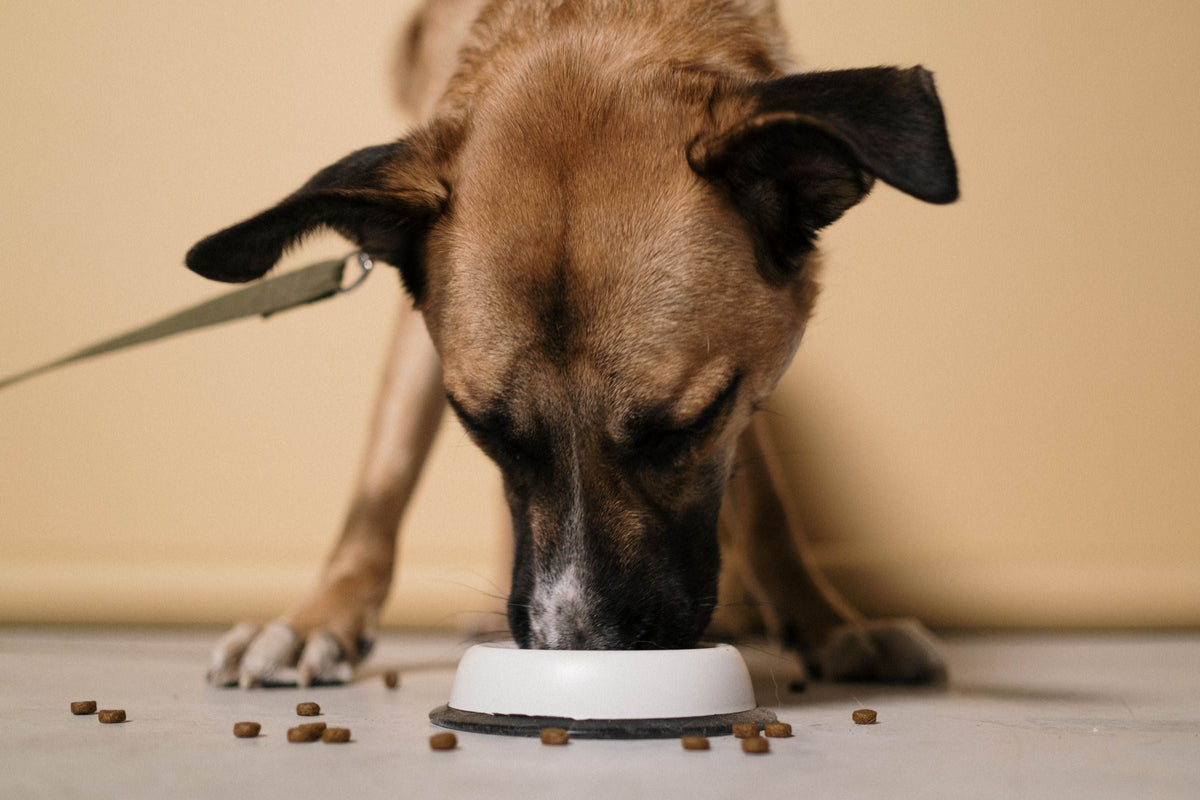 Brown dog eating kibble from a white bowl on the floor