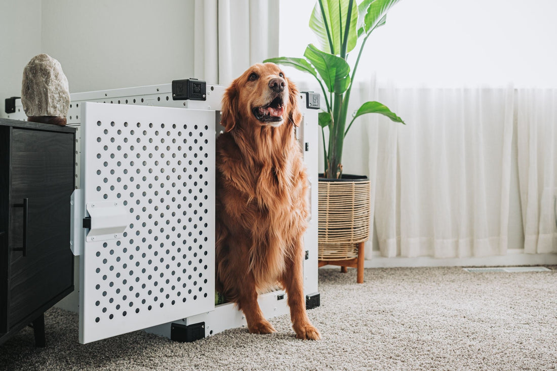 Golden retriever stepping out of a white dog crate in a living room