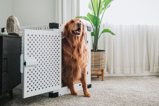 Golden retriever stepping out of a white dog crate in a living room