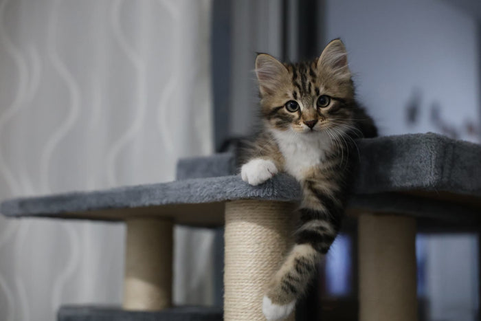 A fluffy kitten lounging on the top platform of an indoor cat tree