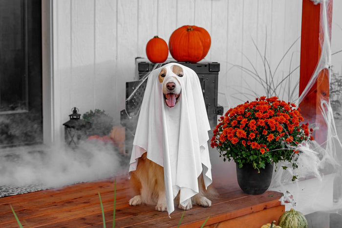 A dog in a ghost costume on a porch decorated with pumpkins