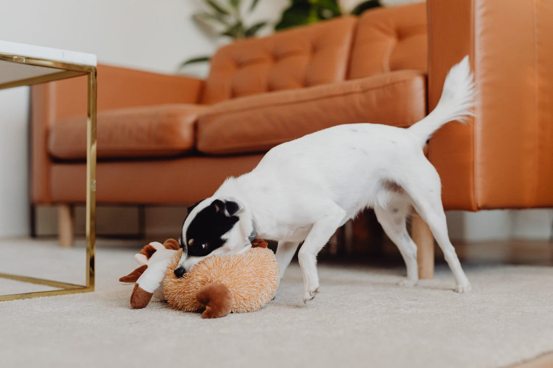 A small dog playing with a plush toy on a living room carpet