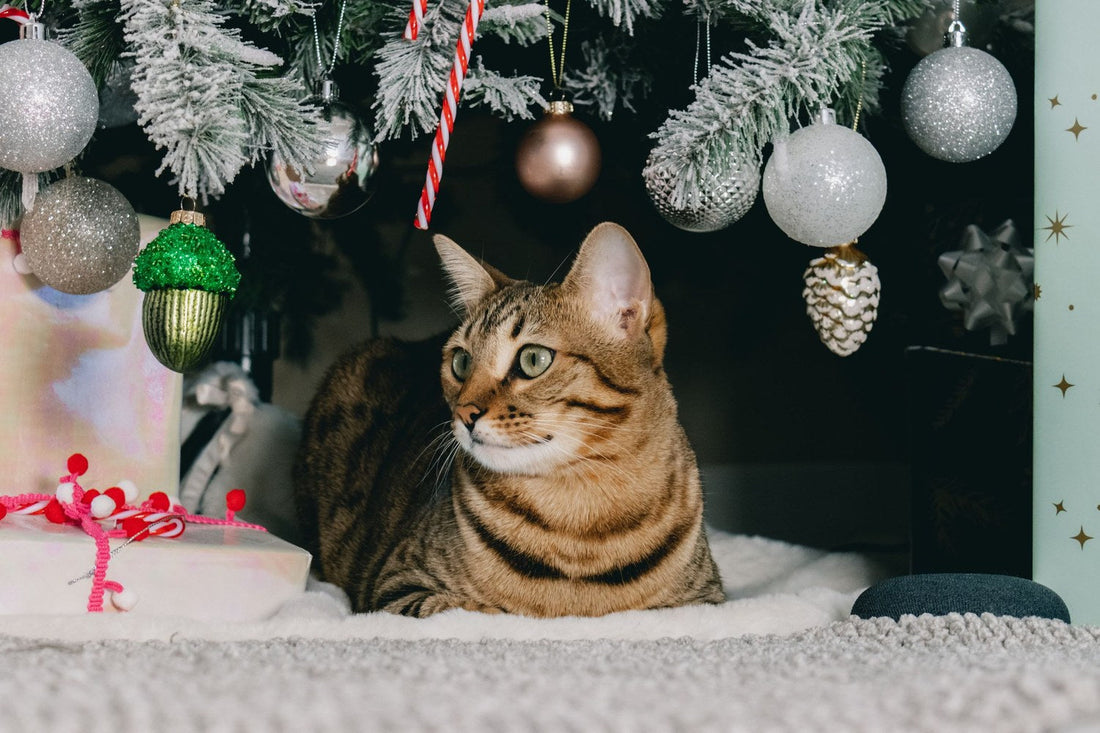 Tabby cat resting under a decorated Christmas tree