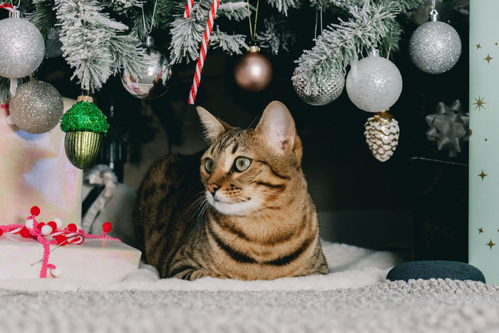 Tabby cat resting under a decorated Christmas tree