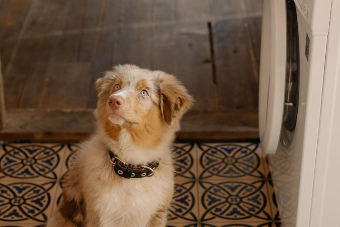 Australian shepherd puppy sitting on a tiled laundry room floor