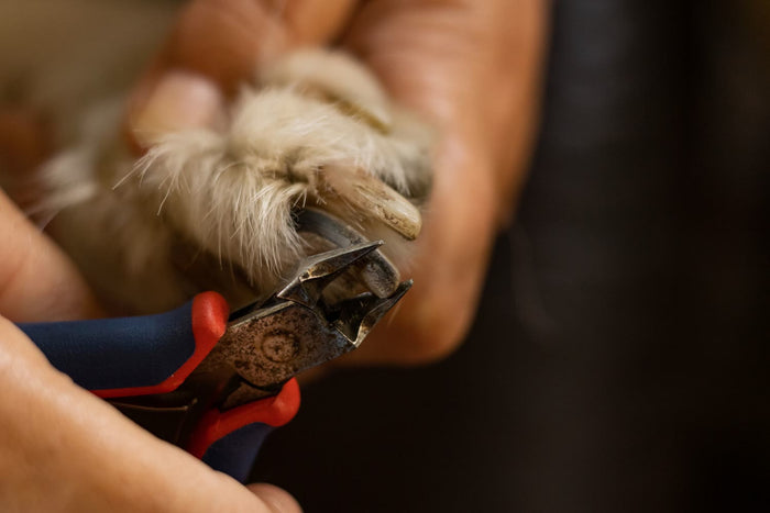 Close-up of a dog's nail being trimmed with clippers