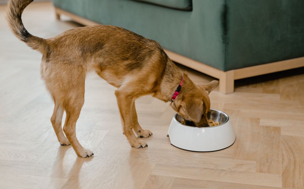 A dog eating from its bowl at home