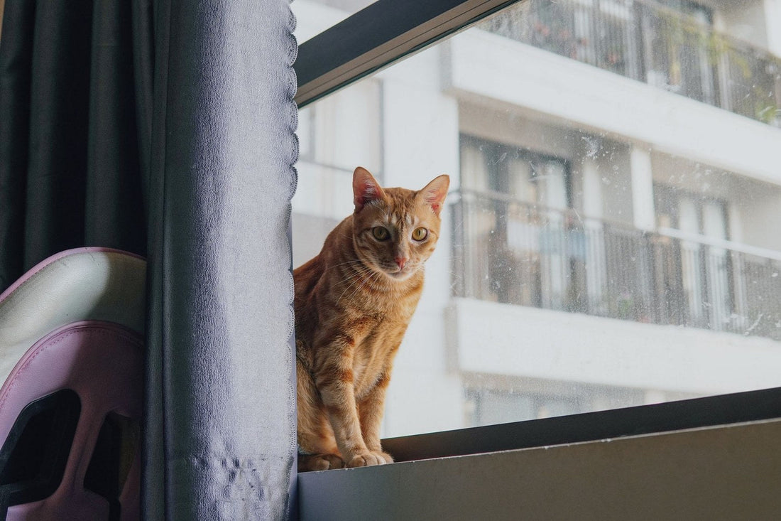 Ginger cat sitting on a windowsill looking out over apartment buildings