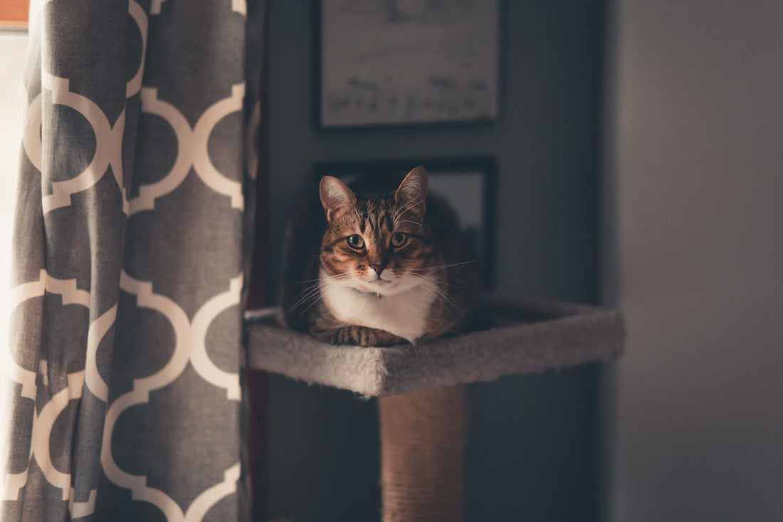A tabby cat lounging on a cat tower beside a window in a living room
