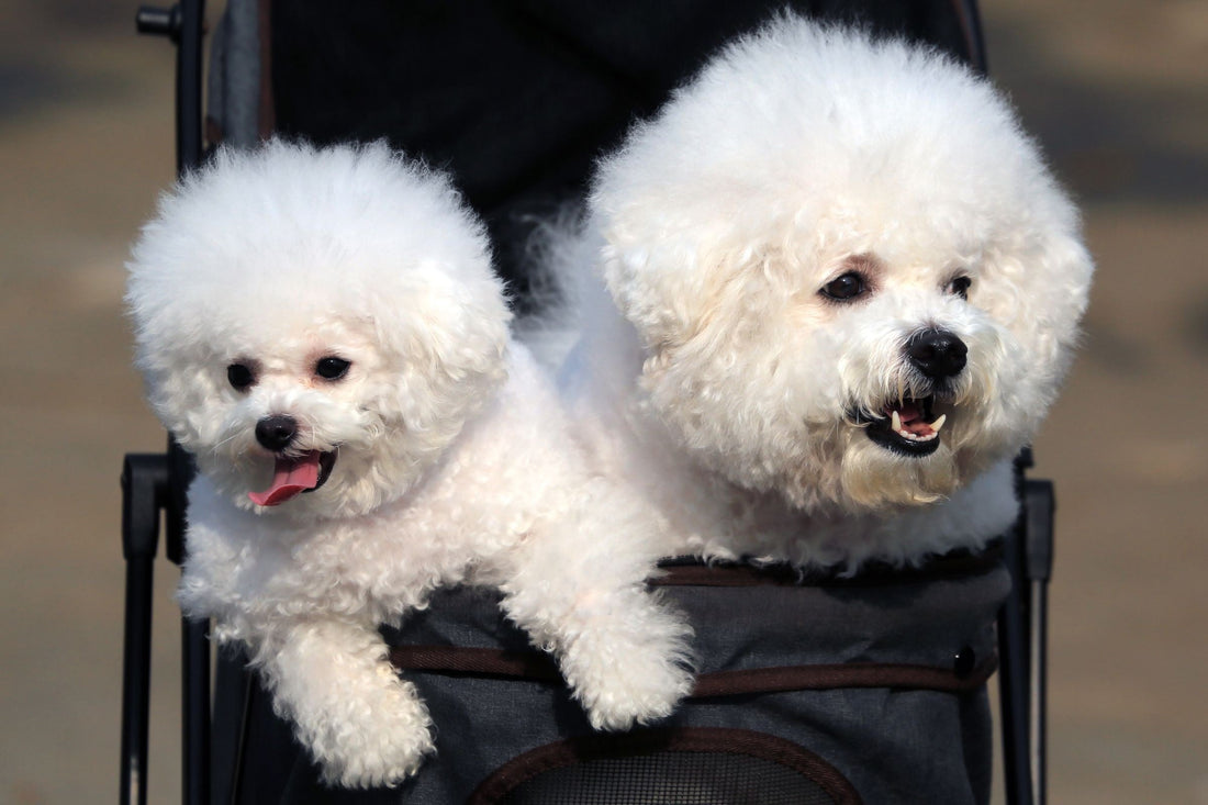 Two bichon frise dogs riding together in a pet stroller