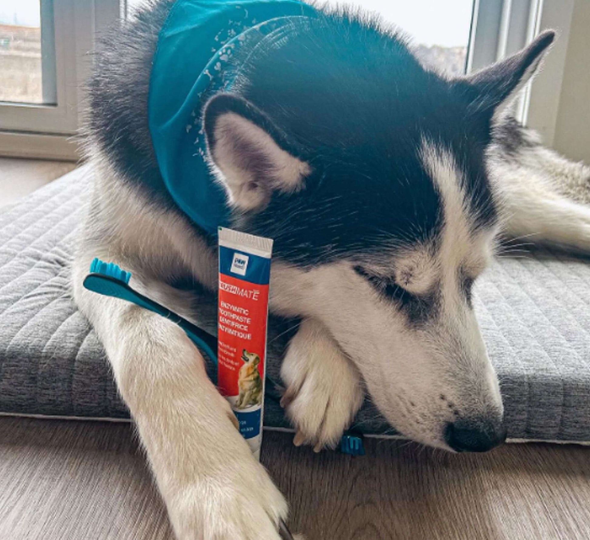 Pack BrushMate Pet Toothbrush