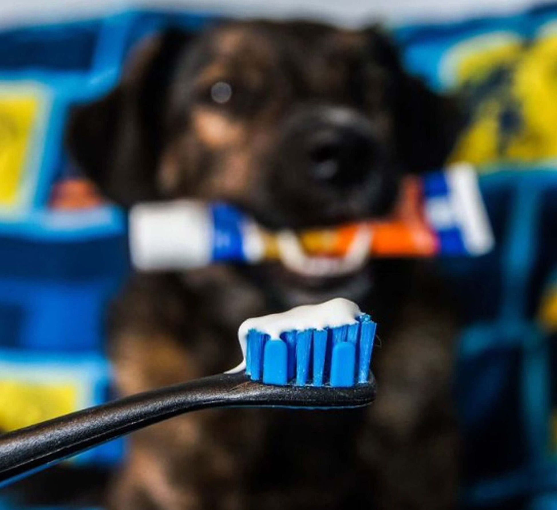 Pack BrushMate Pet Toothbrush
