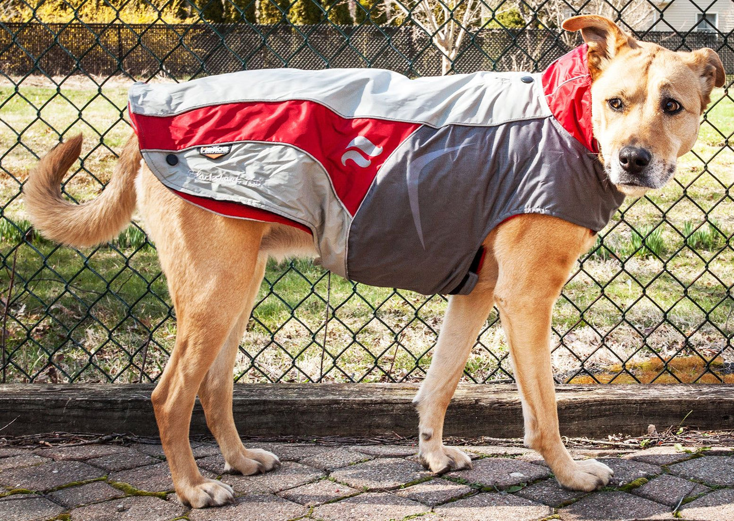 Dog Helios Lotus-Rusher Waterproof 2-in-1 Convertible Dog Jacket