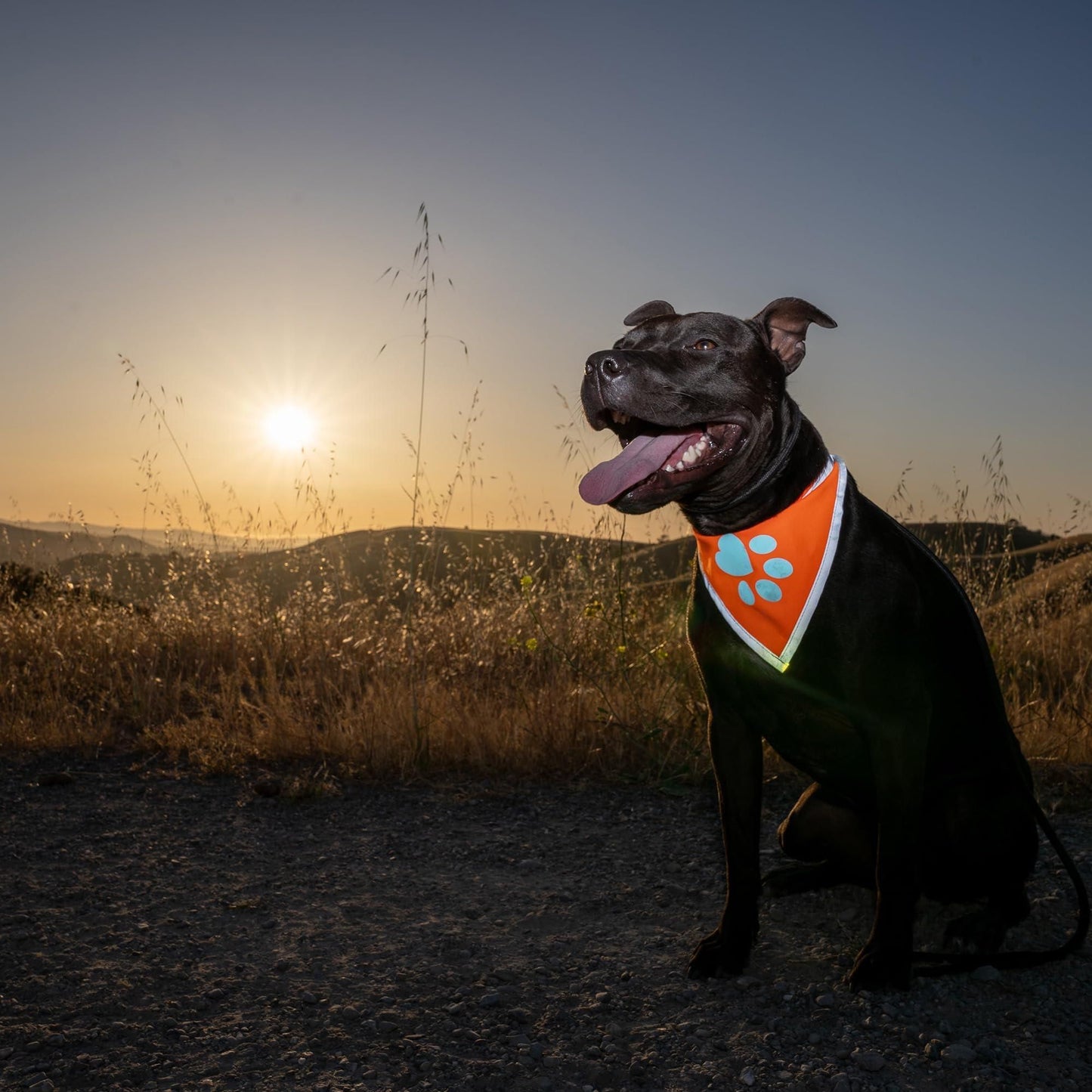 Orange Dog Bandana L Size Hi Visibility Reflective Blaze Orange