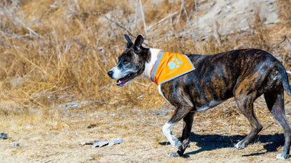 Orange Dog Bandana M Size Hi Visibility Reflective Blaze Orange