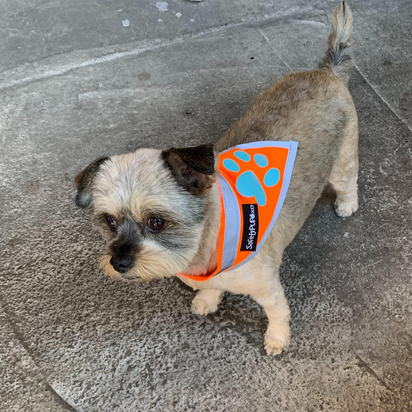 Orange Dog Bandana S Size Hi Visibility Reflective Blaze Orange