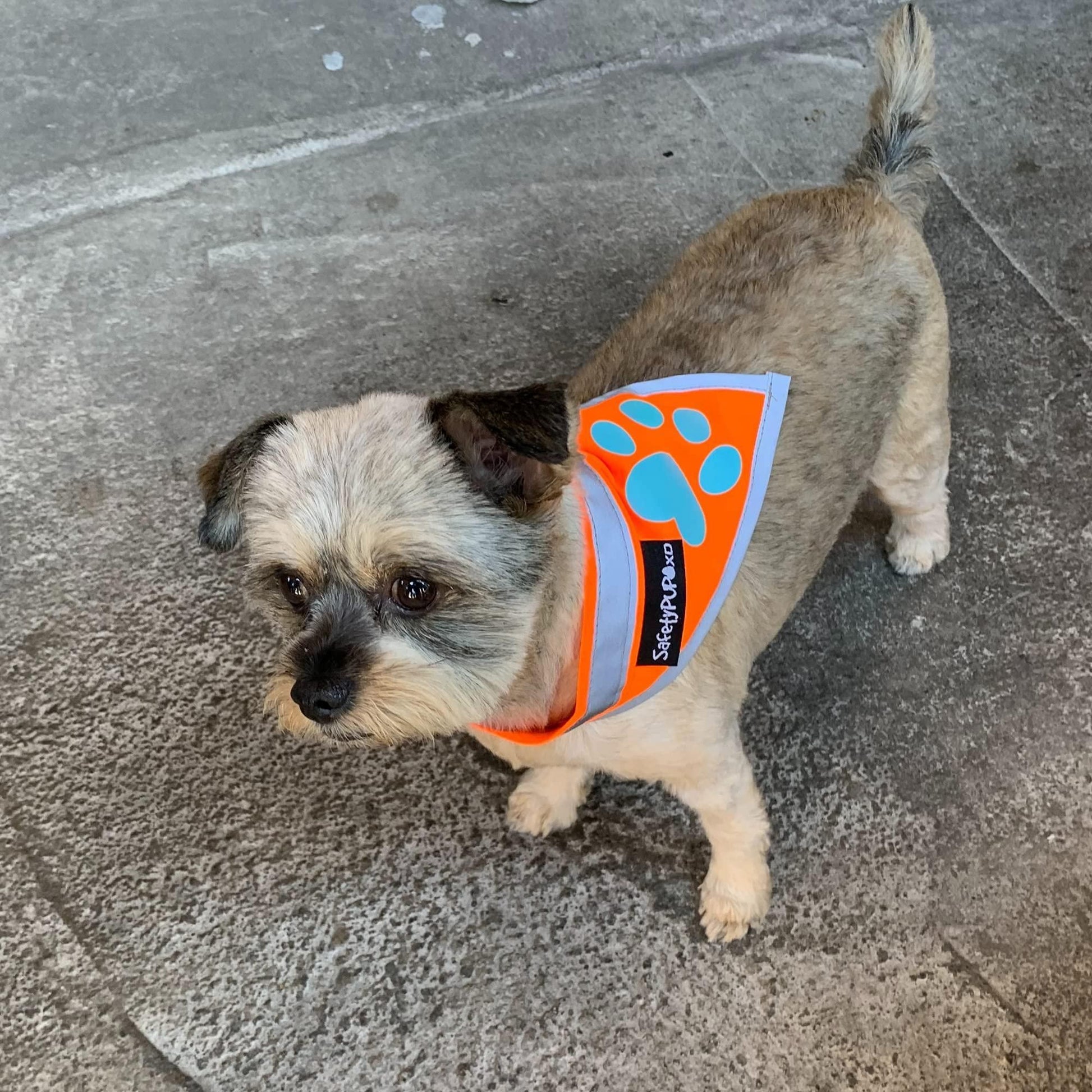 Orange Dog Bandana S Size Hi Visibility Reflective Blaze Orange