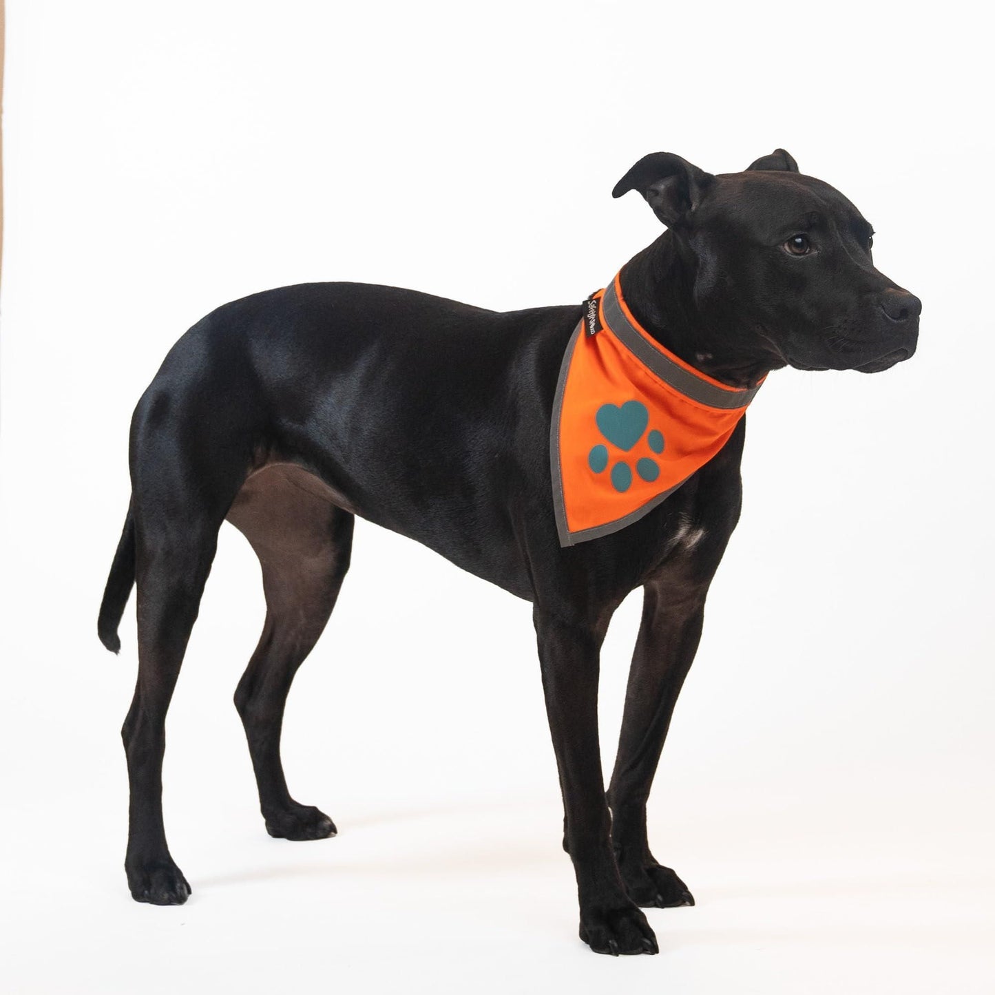 Orange Dog Bandana S Size Hi Visibility Reflective Blaze Orange