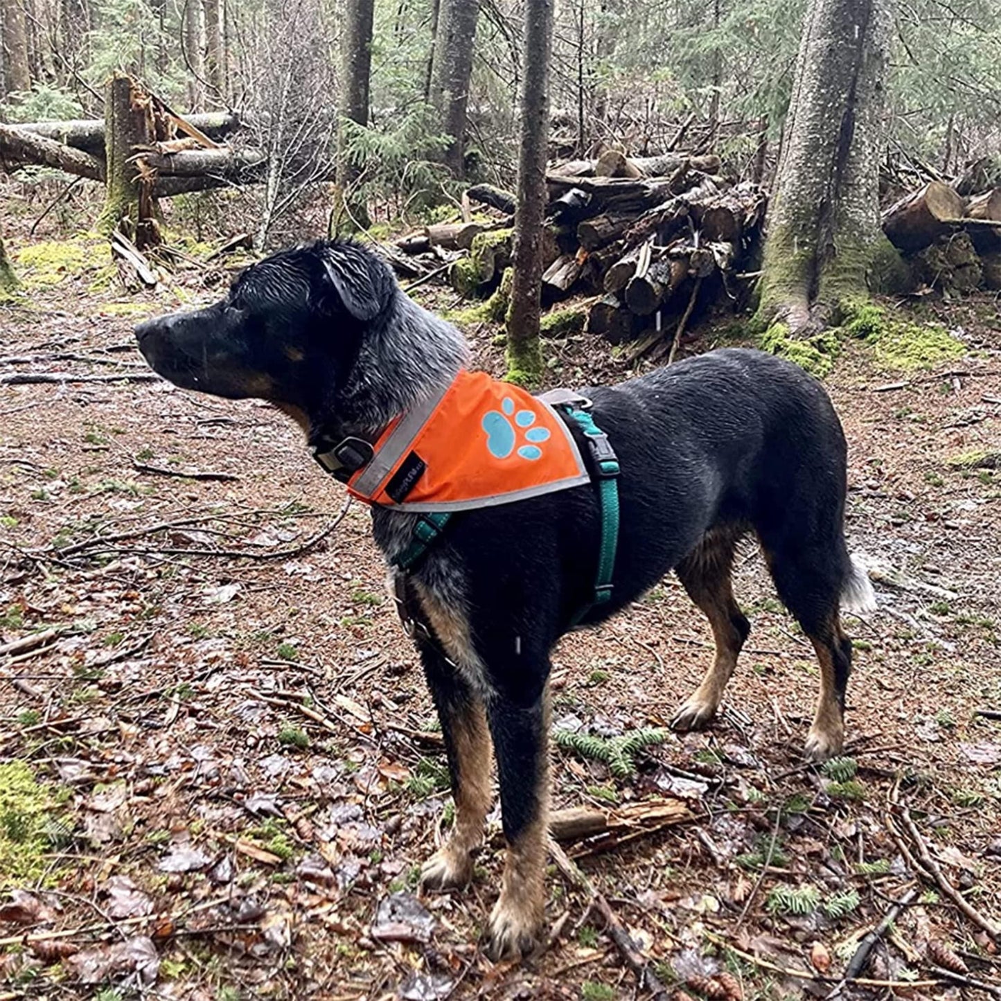 Orange Dog Bandana XL Size Hi Visibility Reflective Blaze Orange