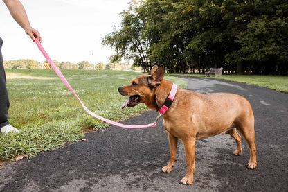 2-in-1 Dual Sided Comfortable and Breathable Adjustable Mesh Dog