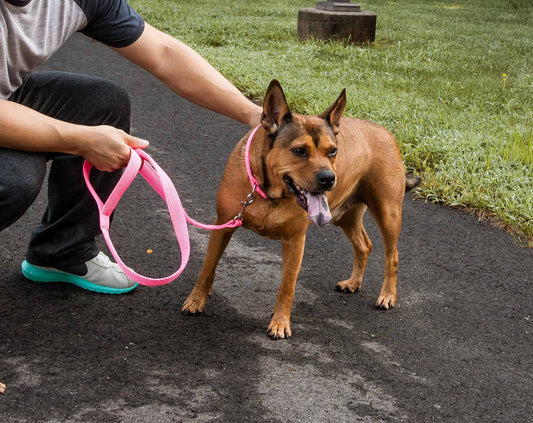 2-in-1 Dual Sided Comfortable and Breathable Adjustable Mesh Dog