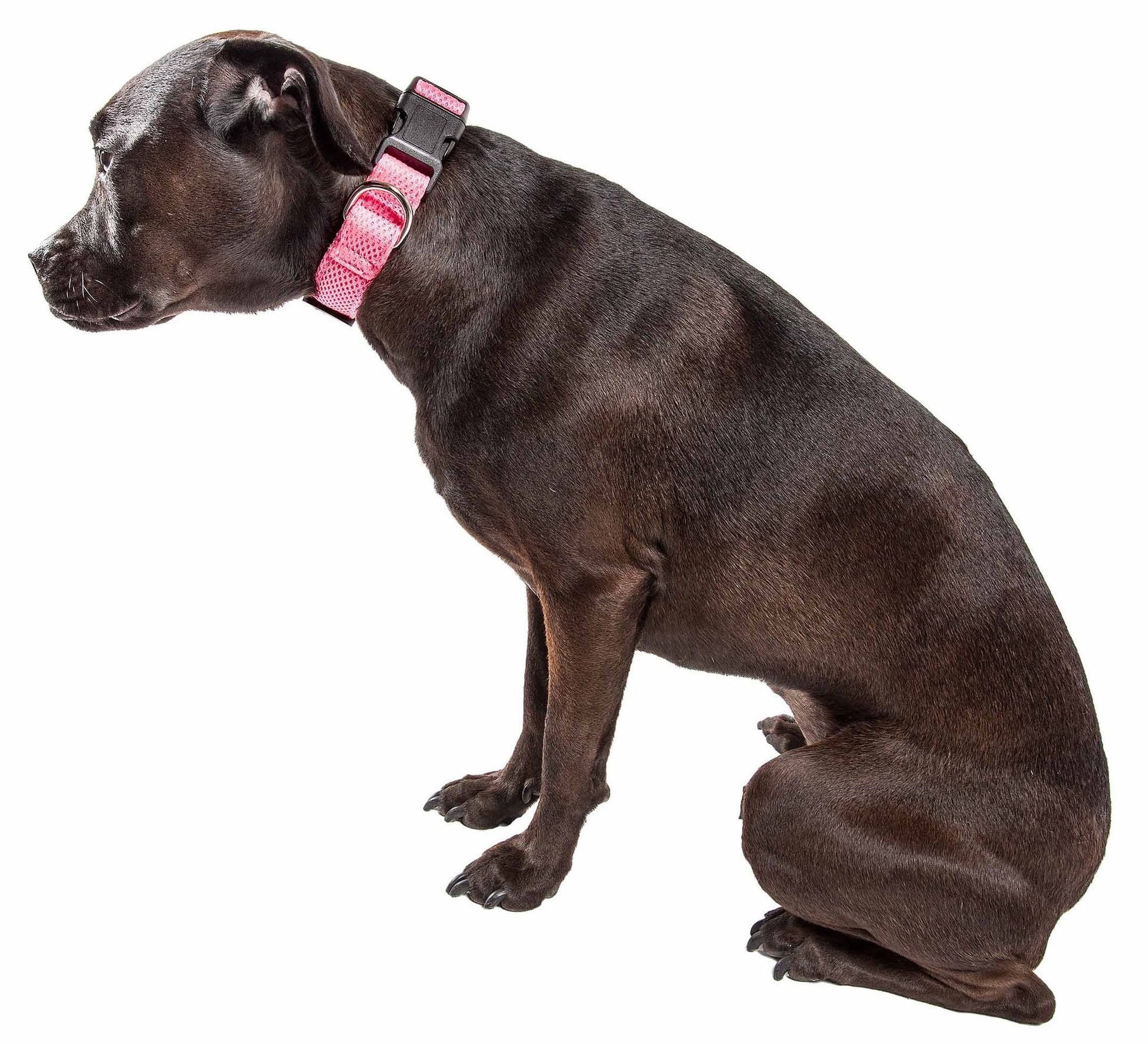 Degree Dual Sided Comfortable and Breathable Adjustable Mesh Dog