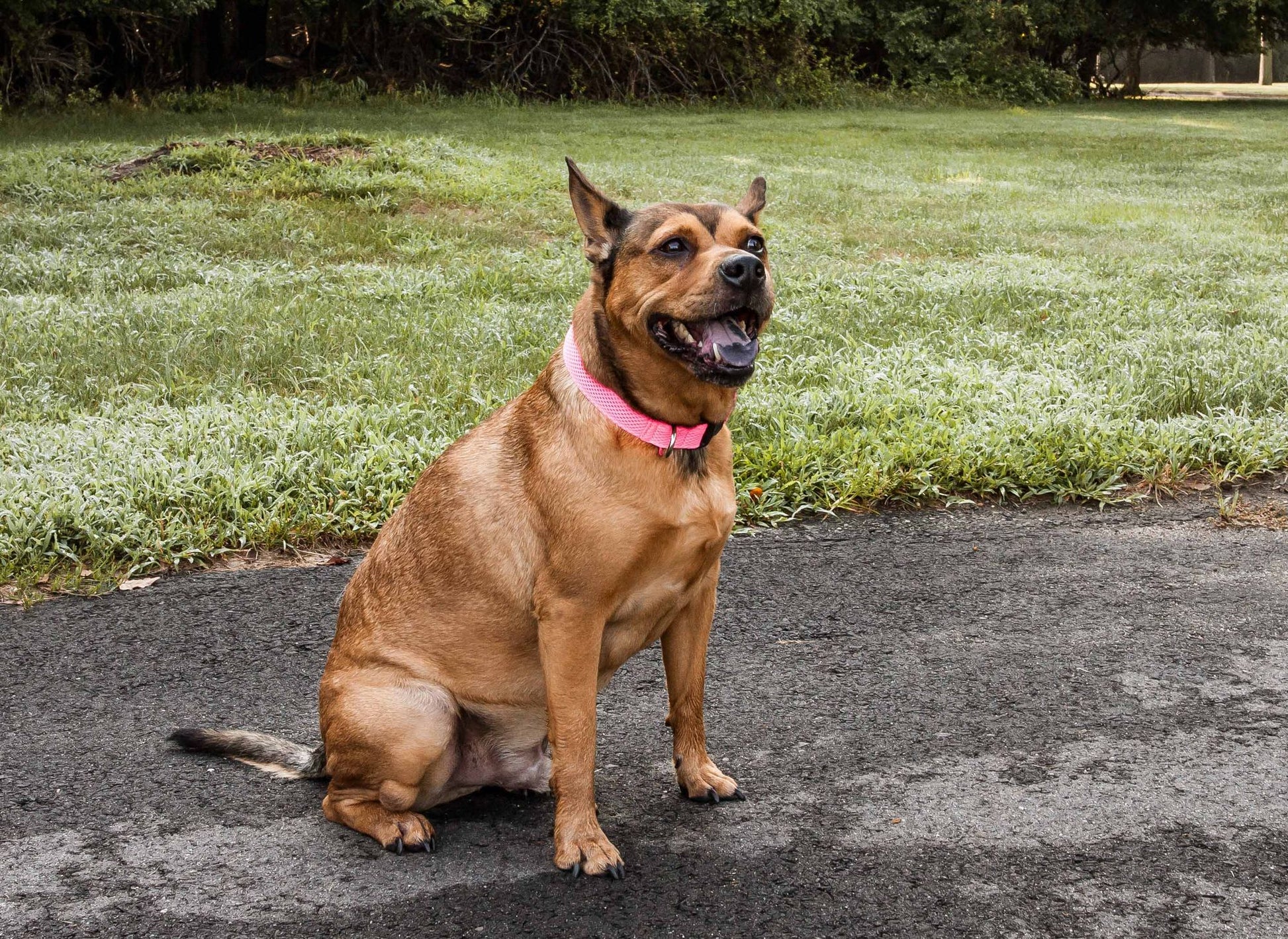 Degree Dual Sided Comfortable and Breathable Adjustable Mesh Dog