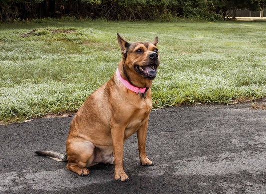 Degree Dual Sided Comfortable and Breathable Adjustable Mesh Dog