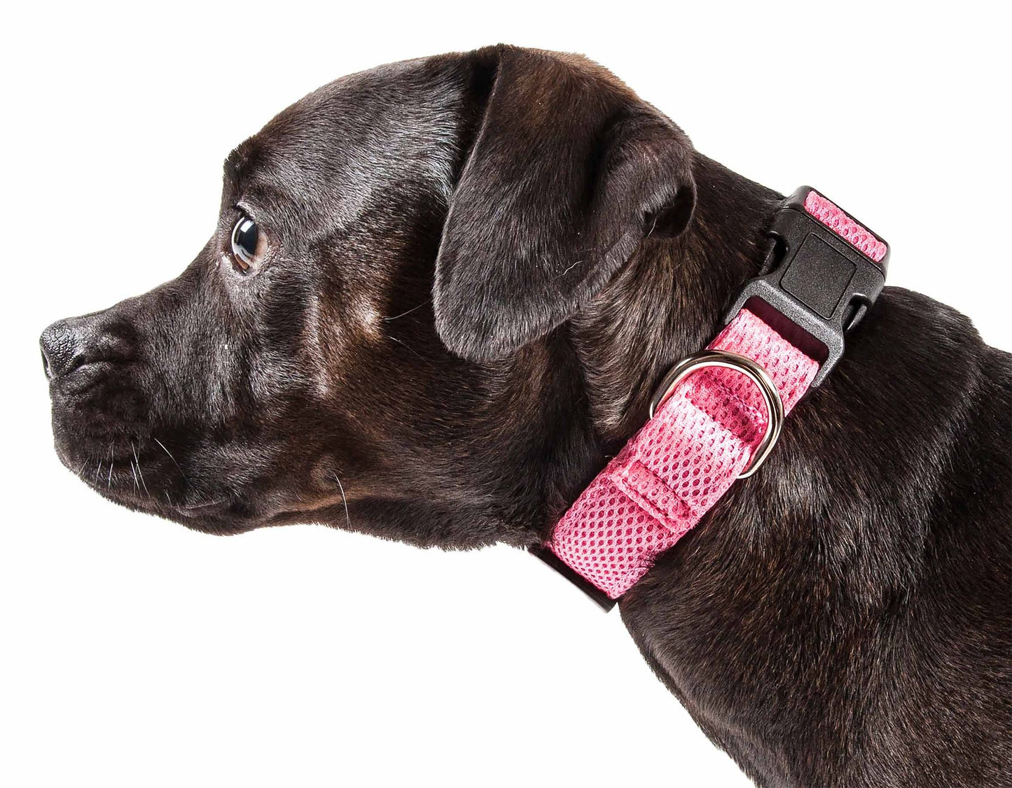Degree Dual Sided Comfortable and Breathable Adjustable Mesh Dog