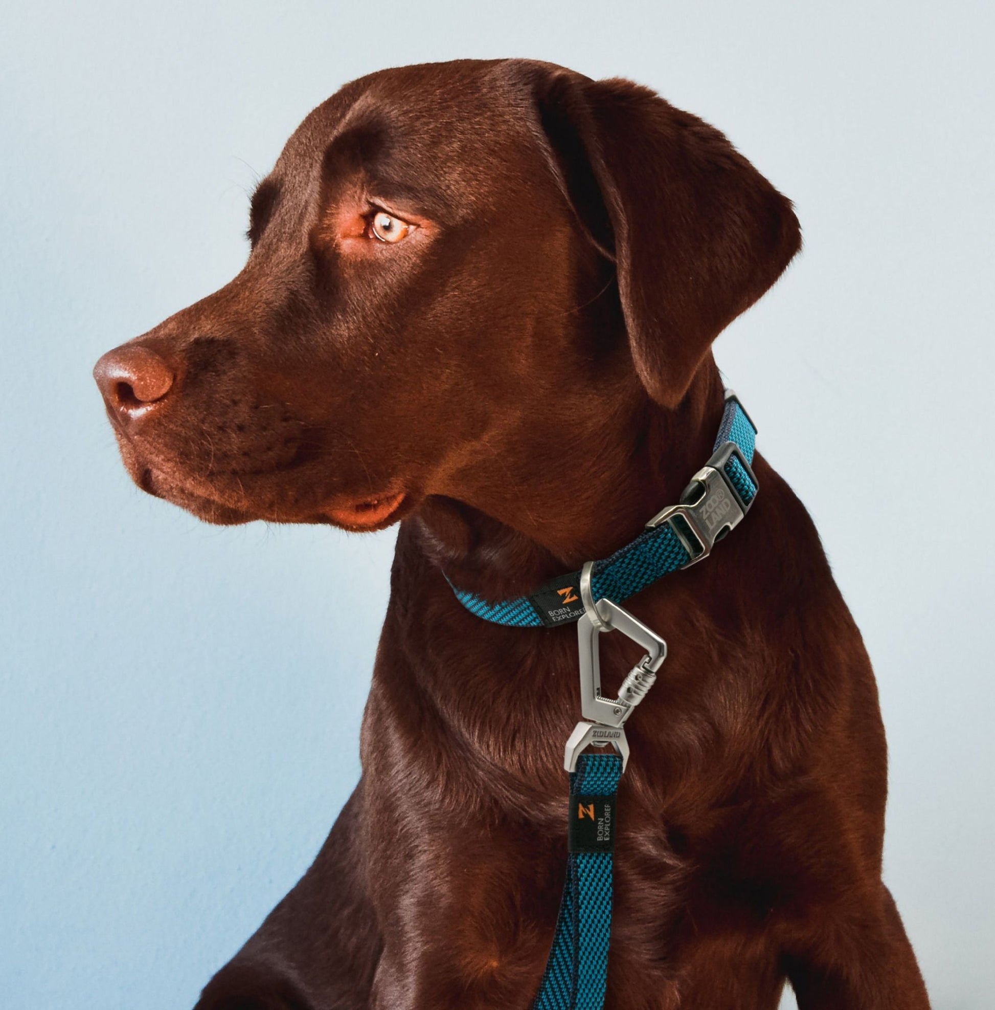 Outdoor Series 2-in-1 Convertible Dog Leash and Collar