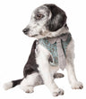 Mesh Reversible and Breathable Adjustable Dog Harness